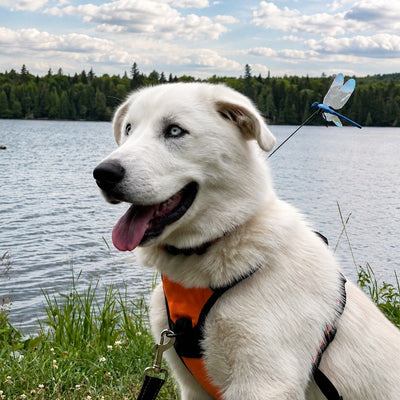 PupWing chemical-free dragonfly clip attached to dog's collar by a lake