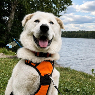 Happy dog wearing chemical-free PupWing bug repellent clip outdoors